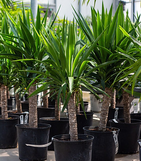 Yucca Plant