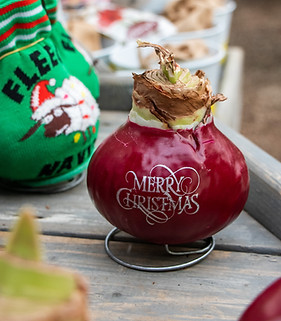 Amaryllis Holiday Wishes