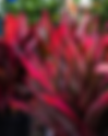 Cordyline  | Colasanti