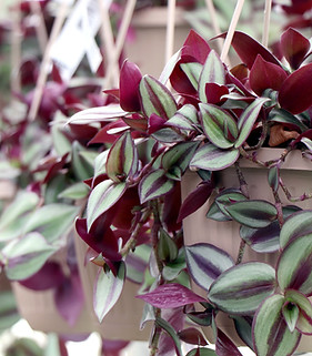 Purple Tradescantia.JPG
