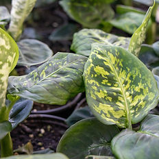 deiffenbachia-reflector (4).jpg