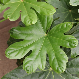 Fatsia Japonica