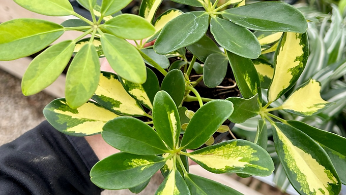 Schefflera