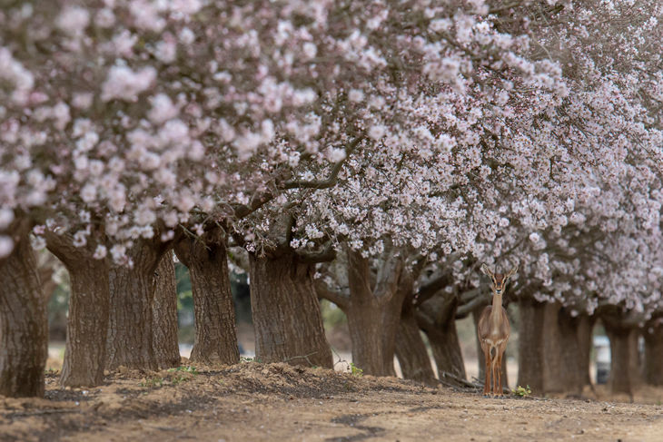 Mountain gazelle in a grove of almond trees.