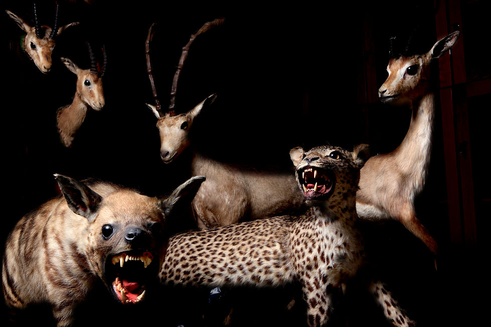 פריטים מתוך אוסף הפוחלצים של החוג לזואולוגיה באוניברסיטת תל-אביב