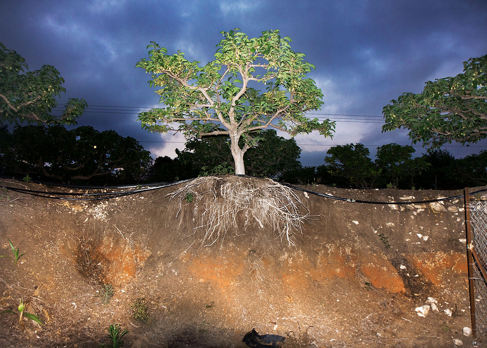 עץ אנונה במושב עין עירון.
