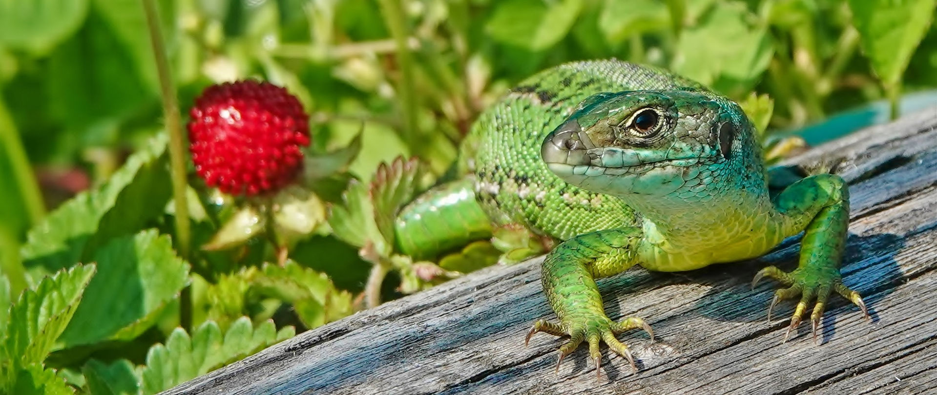 Westliche Smaragdeidechse (Lacerta bilineata), Weibchen, Monteggio (Tessin, Schweiz), Juni 2022