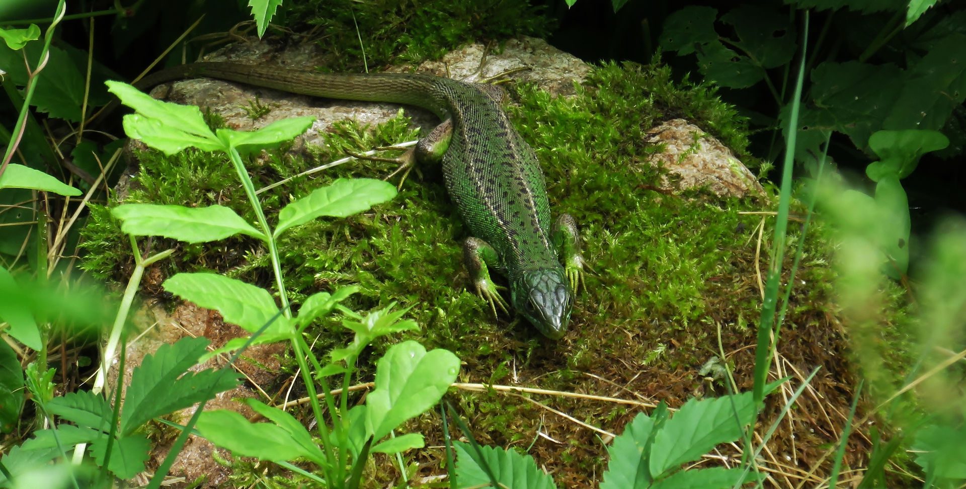 Hembra Adulta De Lagarto Verde Occidental (Lacerta Bilineata), Monteggio (Tesino , Suiza), 05-2015
