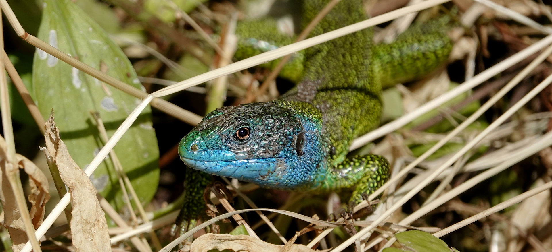Ramarro Occidentale (Lacerta Bilineata), Maschio Durante La Stagione Degli Amori, Ticino 05-2021
