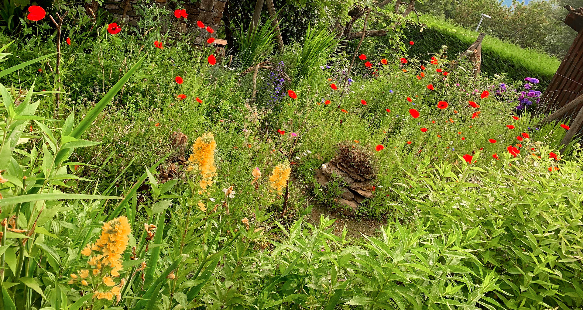 Der Garten in voller Farbenpracht, Mitte Juni - Bild 4