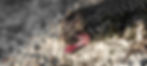 Common wall lizard (Podarcis muralis), licking its mouth after devouring prey, tiny teeth are visible (Ticino, Switzerland, 05-2022)