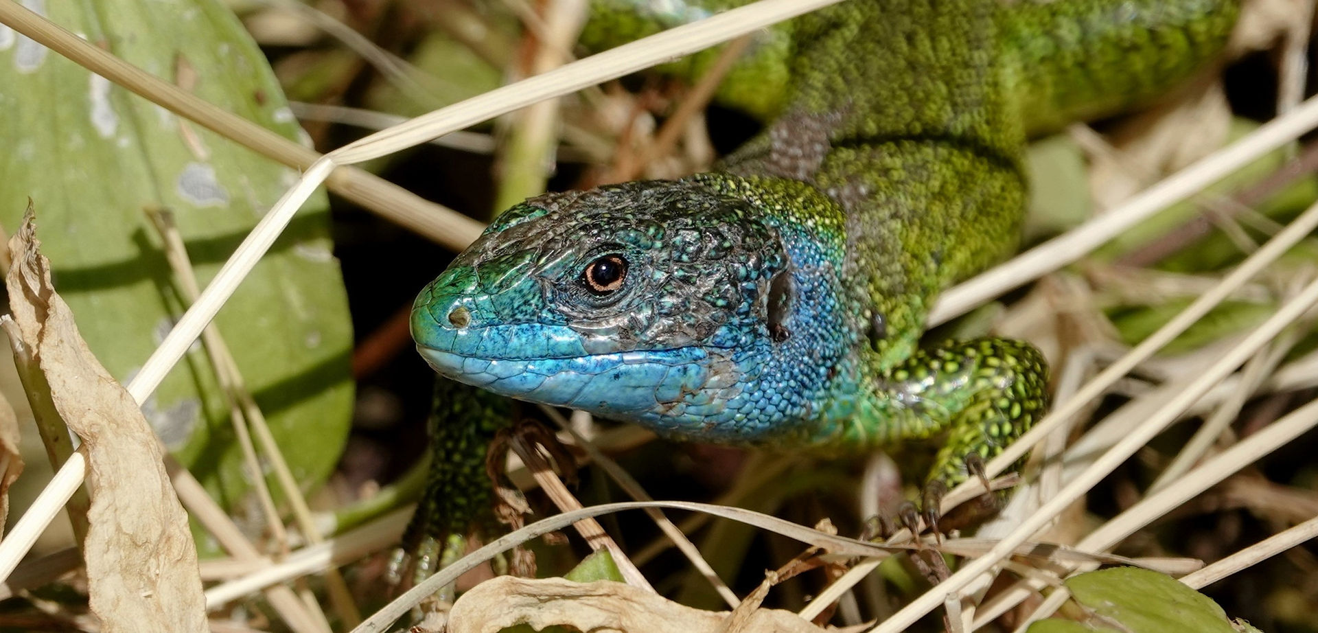 Lagarto verde occidental (Lacerta Bilineata), macho durante la temporada de apareamiento, Tesino 05-2021