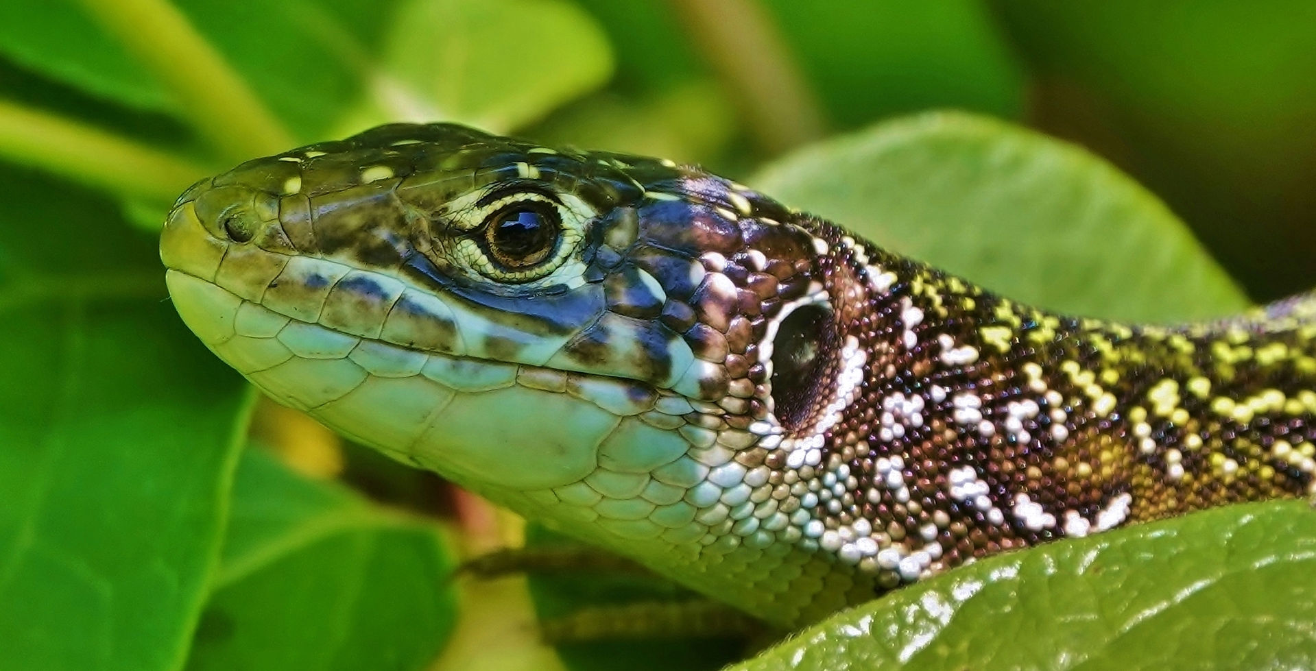 Hembra Adulta De Lagarto Verde Occidental (Lacerta Bilineata), Tesino (Suiza), 06-2021