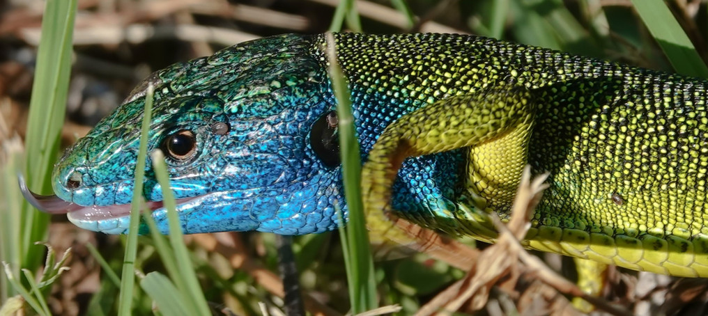 Lagarto verde occidental (Lacerta bilineata), macho adulto con cabeza azul brillante buscando comida