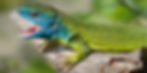 Male western green lizard (Lacerta bilineata) defends its territory (Ticino, Switzerland, 06-2024)