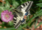 Machaon (Papilio Machaon) sur un trèfle rouge, Tessin (Suisse)
