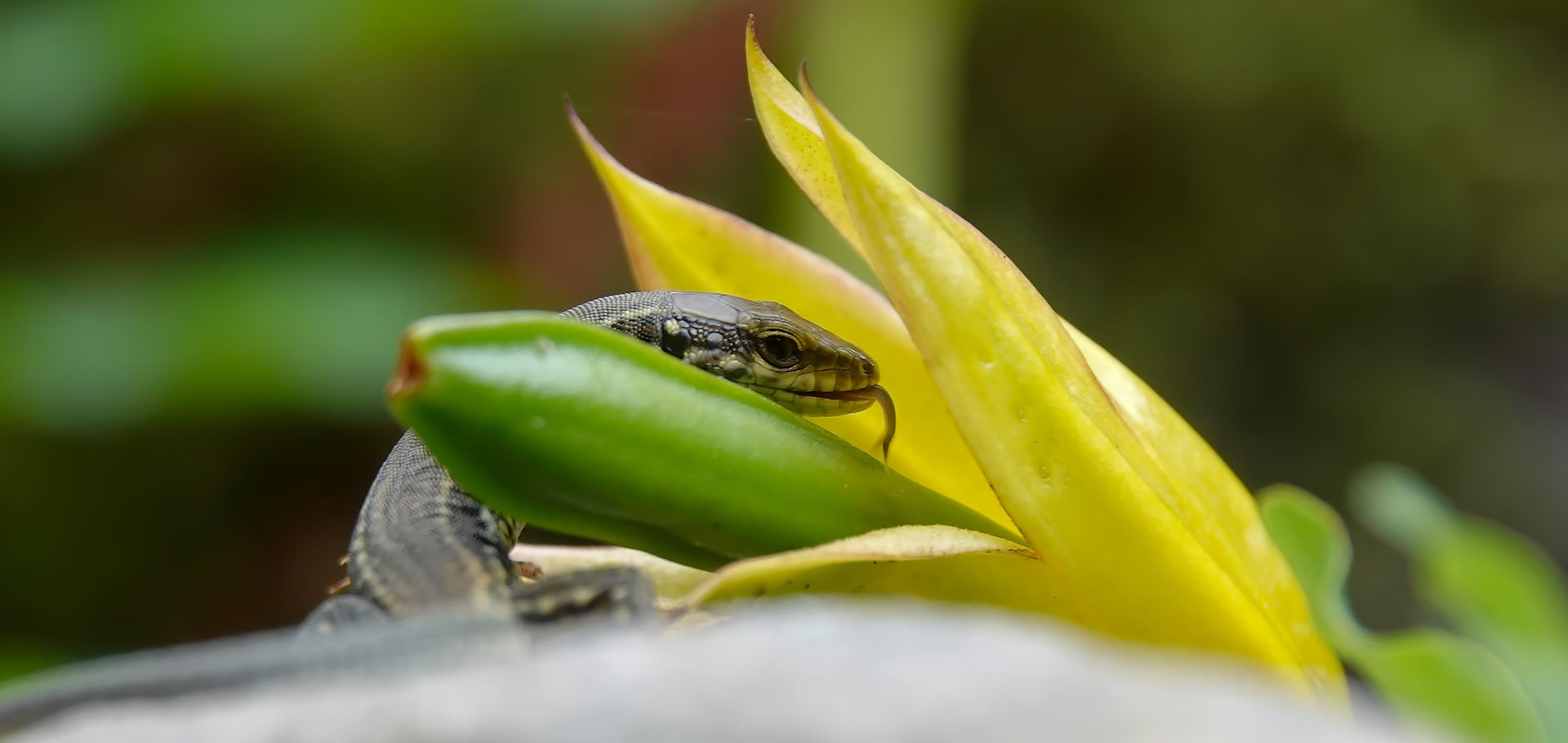 Common wall lizard (Podarcis muralis), Maggia valley, Ticino (Switzerland), September 2023