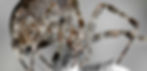 The venomous fangs - the “chelicerae” - of the European garden spider (Araneus diadematus) are clearly visible in the photo