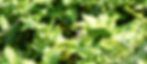 WESTERN WHIP SNAKE (HIEROPHIS VIRIDIFLAVUS) HIDING BETWEEN THE LEAVES OF A BUSH