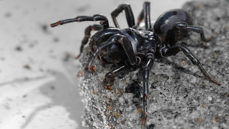 Une mygale autochtone: l'araignée Atypus affinis