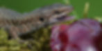 Common wall lizard (Podarcis muralis) flickering its tongue at a juicy cherry (Ticino, Switzerland, 06-2024)
