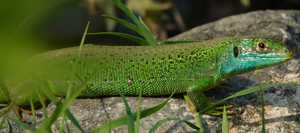 Lagarto verde occidental (Lacerta bilineata), hembra adulta con cara turquesa, fotografiada durante la temporada de apareamiento