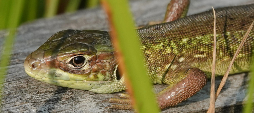 Lagarto verde occidental (Lacerta bilineata), subadulto tomando el sol