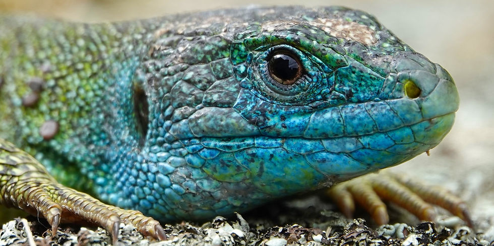 Männliche Smaragdeidchse während der Häutung; die neue Haut ist im Gesicht leuchend blau und türkis, die alte im Vergleich eher farblos