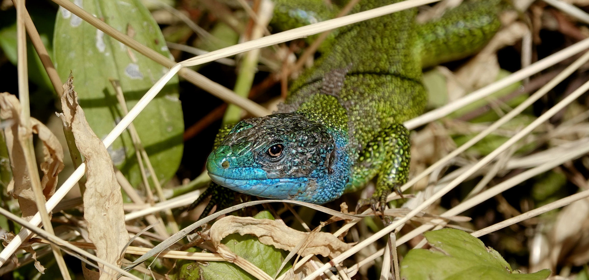 Ramarro Occidentale (Lacerta Bilineata), Maschio Durante La Stagione Degli Amori, Ticino 05-2021