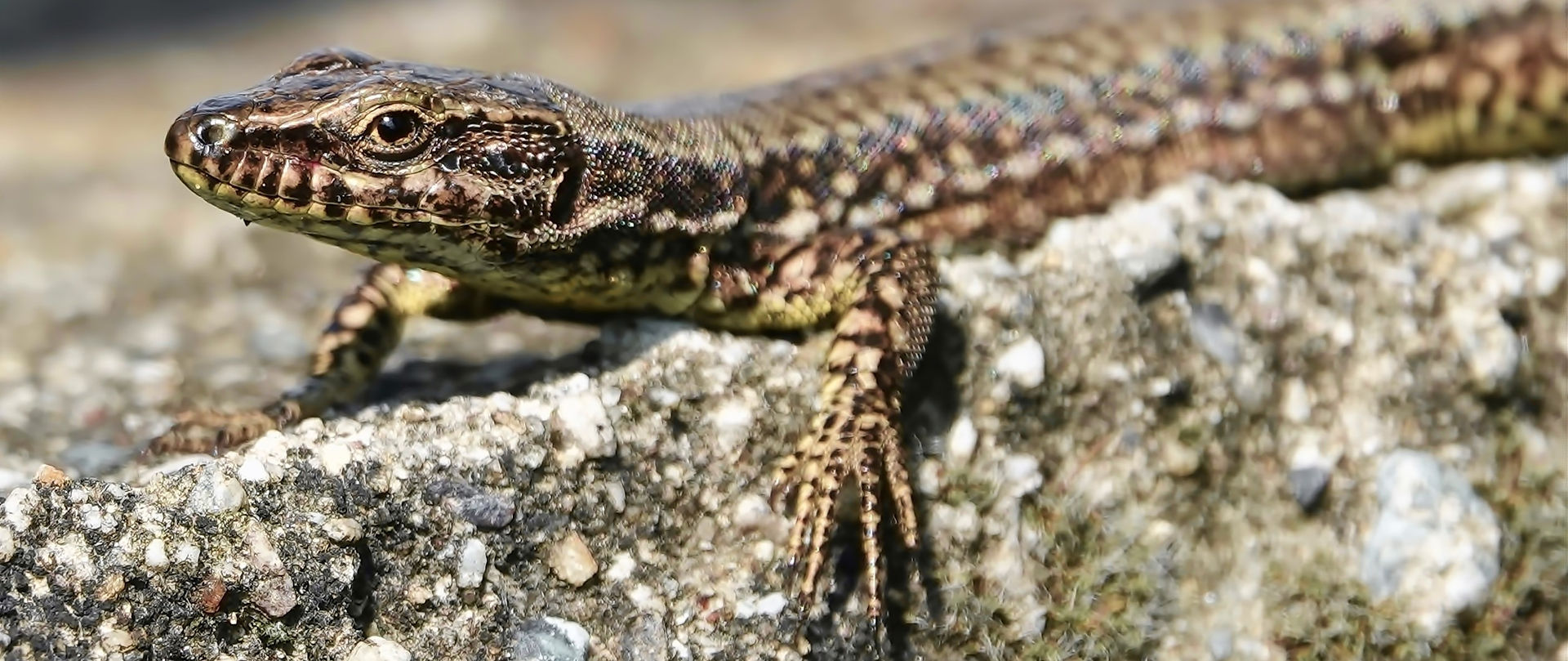 Mauereidechse (Podarcis Muralis), Monteggio (Tessin, Schweiz), 06-2021
