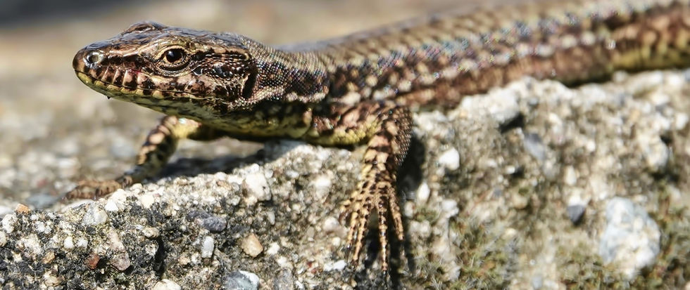 COMMON WALL LIZARD (PODARCIS MURALIS), MONTEGGIO (TICINO, SWITZERLAND), 07-2021