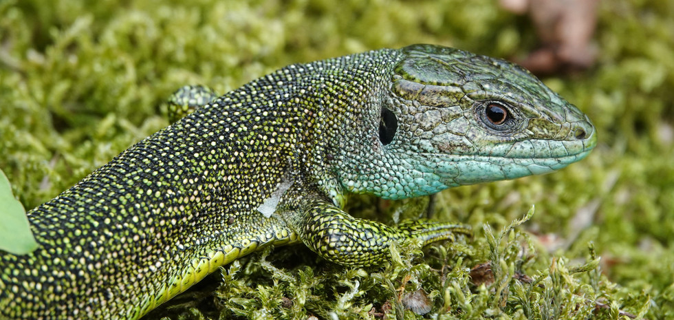 Ramarro occidentale (Lacerta bilineata), maschio adulto su muschio, Vallemaggia (Ticino, Svizzera)