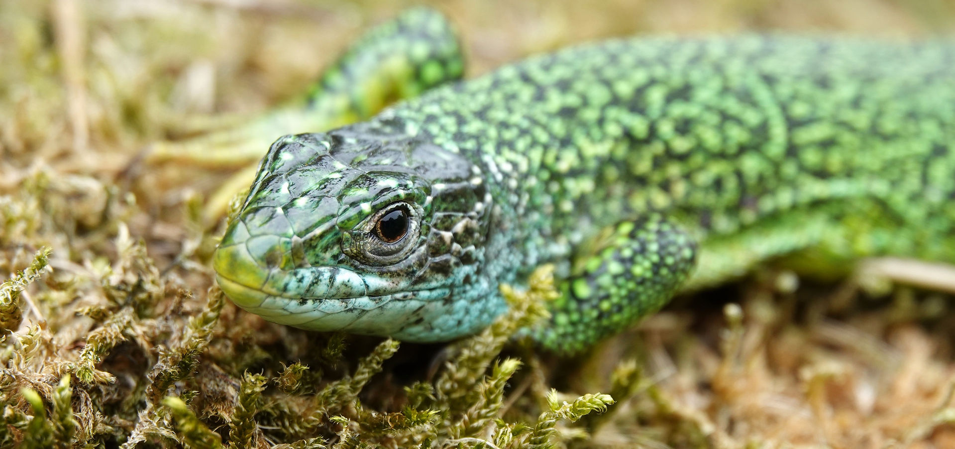 Smaragdeidechse (Lacerta bilineata), ausgewachsenes Weibchen, Maggiatal (Tessin Schweiz), September 2023