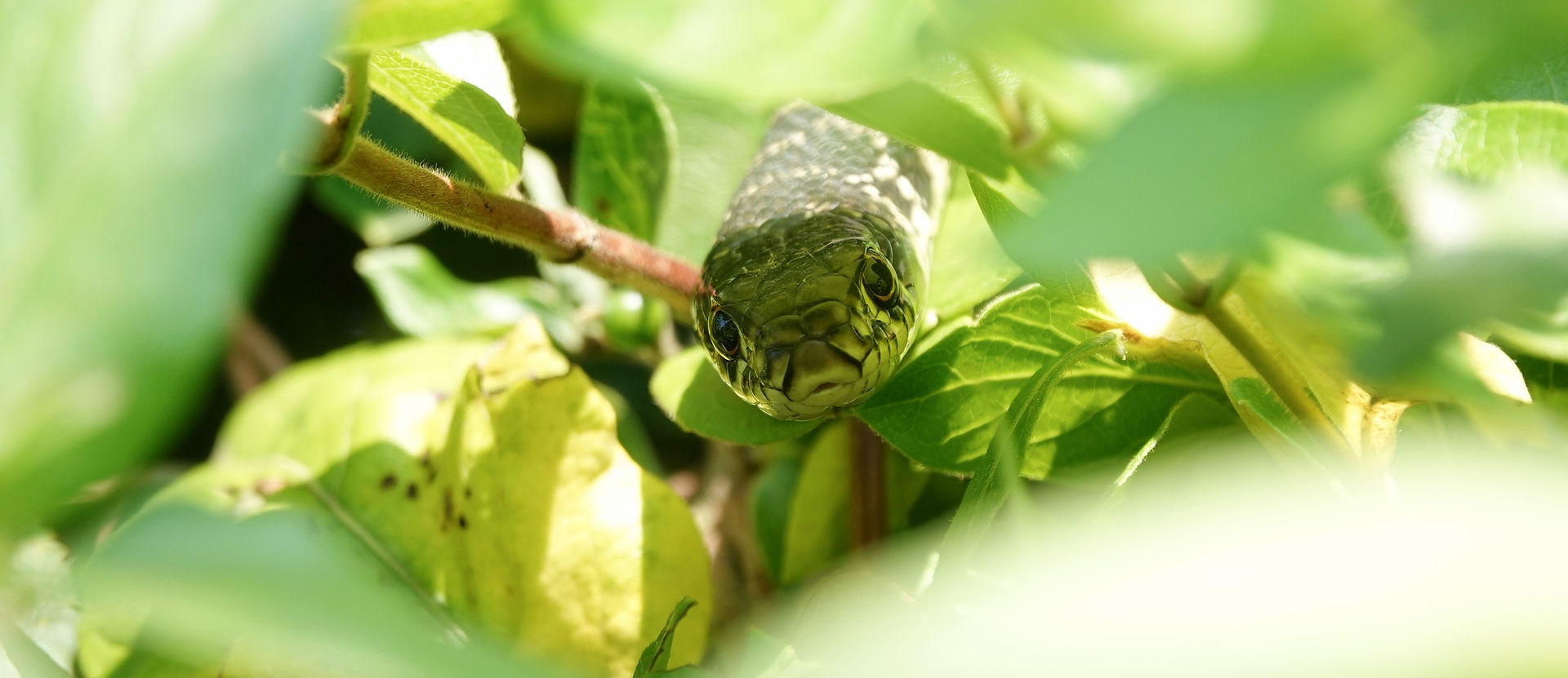 Culebra Verdiamarilla (Hierophis Viridiflavus), Tesino 09-2021