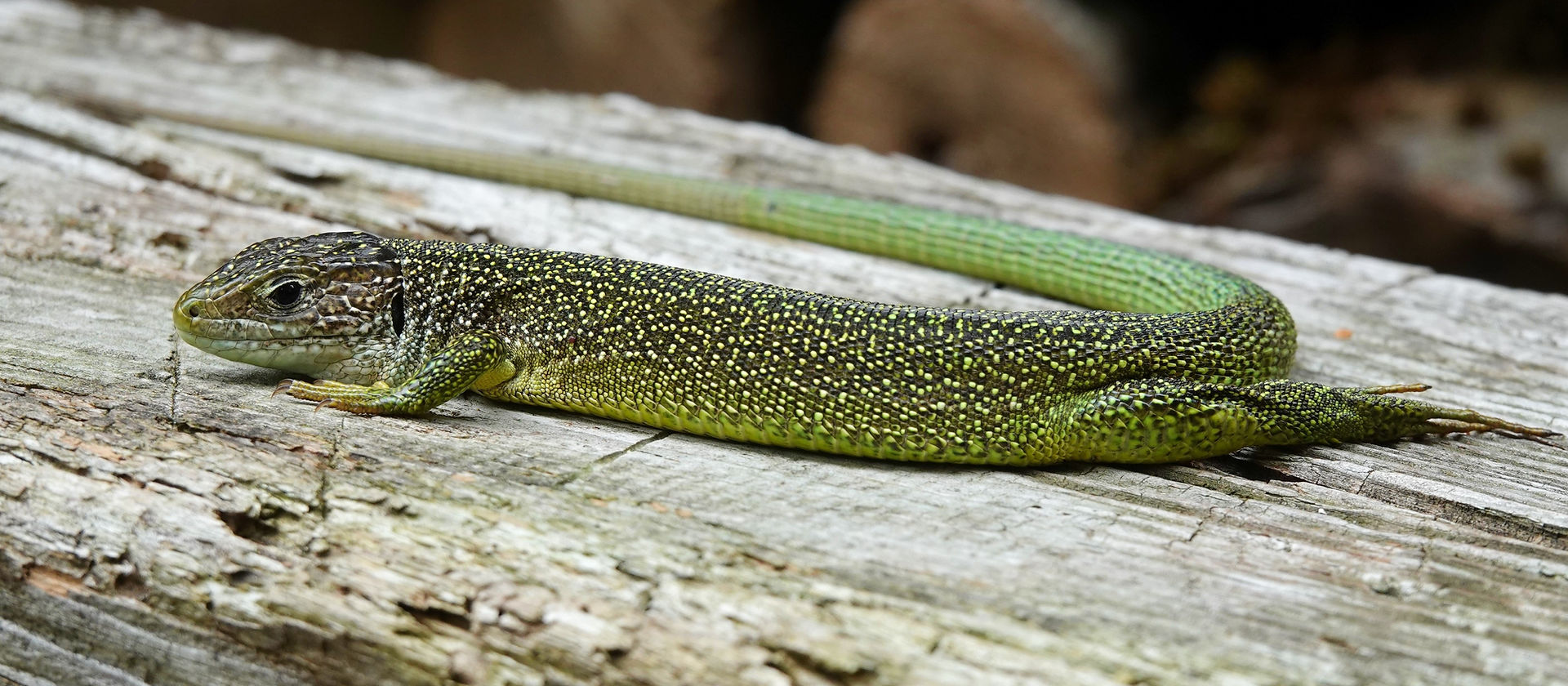 Western green lizard (Lacerta bilineata) adult female, Maggia valley, Ticino (Switzerland), September 2023