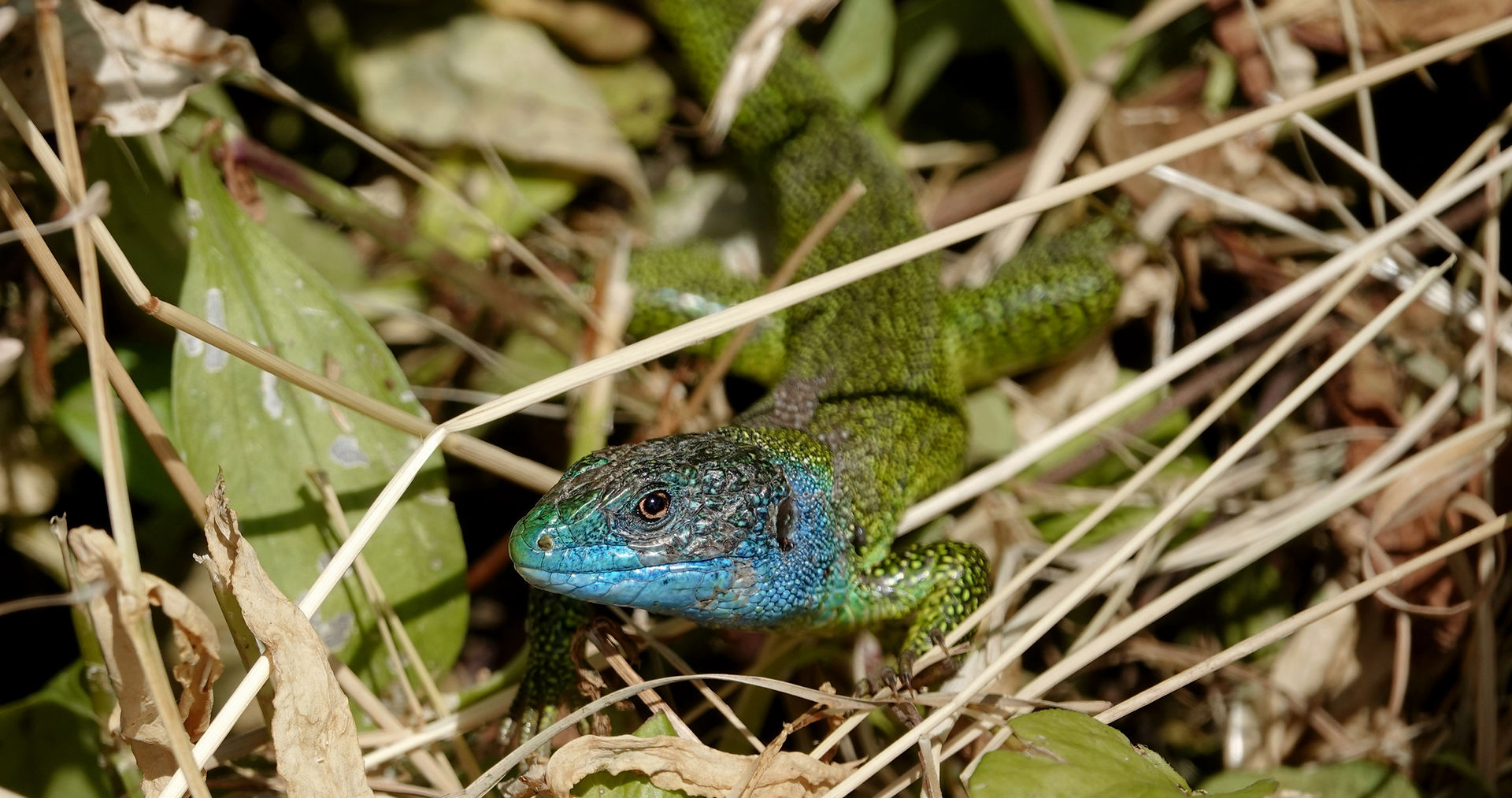 Ramarro Occidentale (Lacerta Bilineata), Maschio Durante La Stagione Degli Amori, Ticino 05-2021