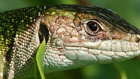 Femelle de lézard vert occidental (Lacerta bilineata)