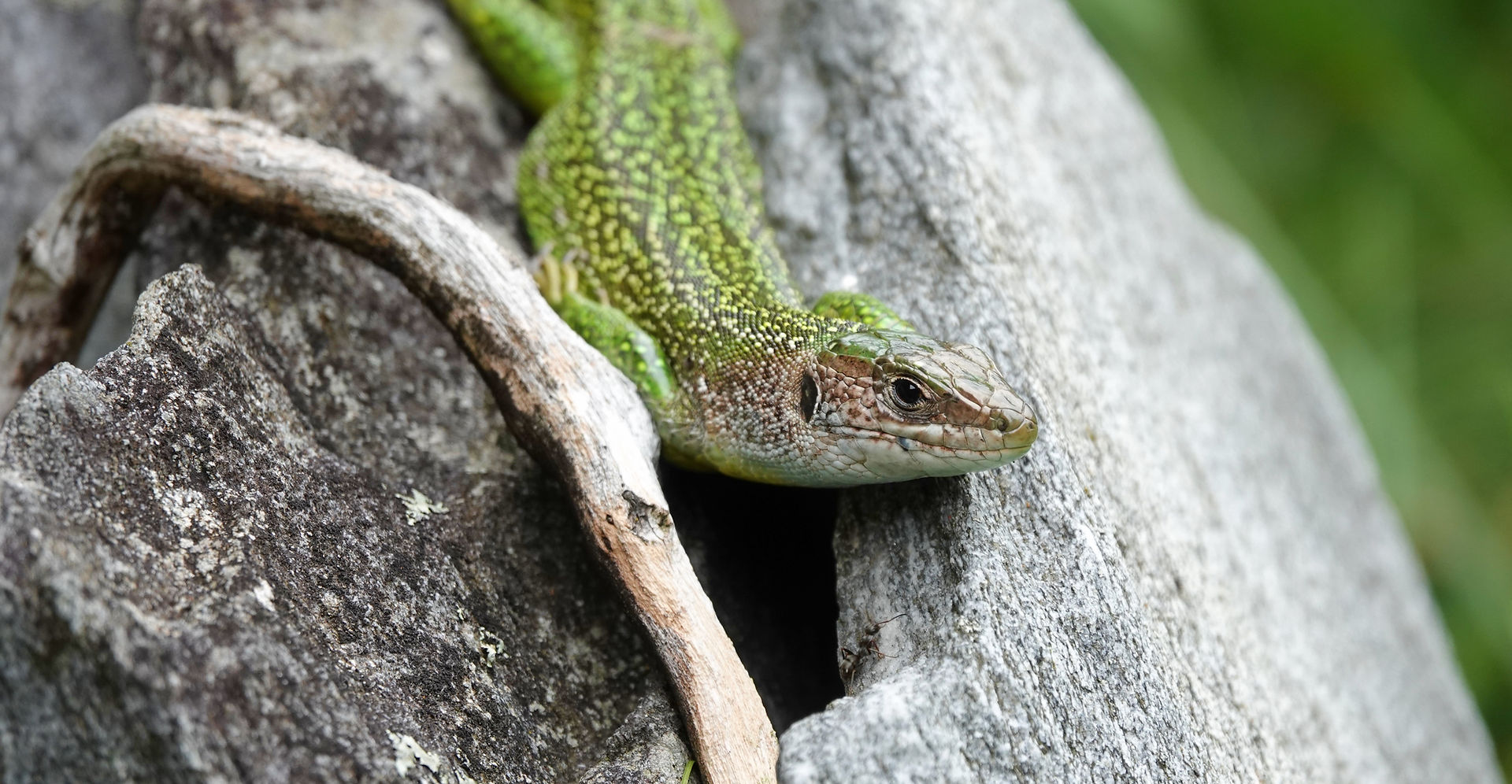 Western green lizard (Lacerta bilineata), adult female, Maggia valley, Ticino (Switzerland), September 2023