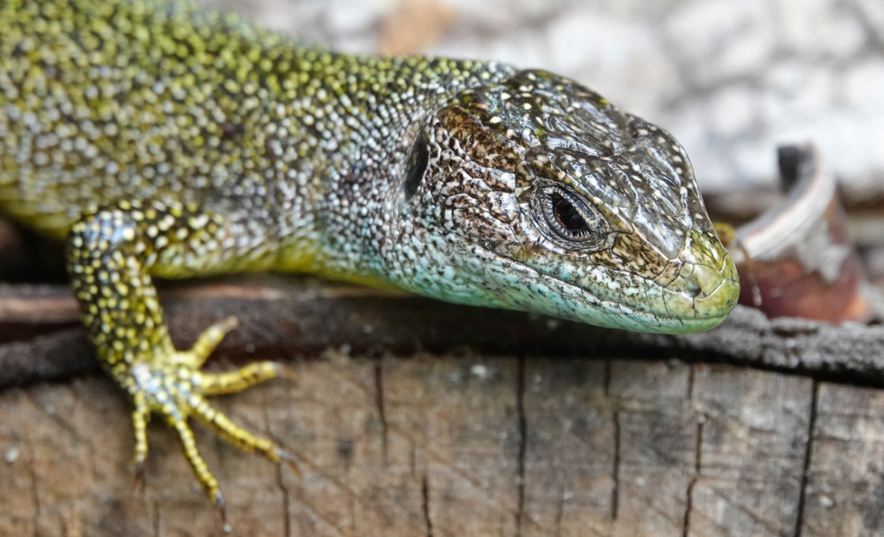 Maschio di ramarro occidentale (Lacerta bilineata) su tronco, Valle Maggia, Svizzera