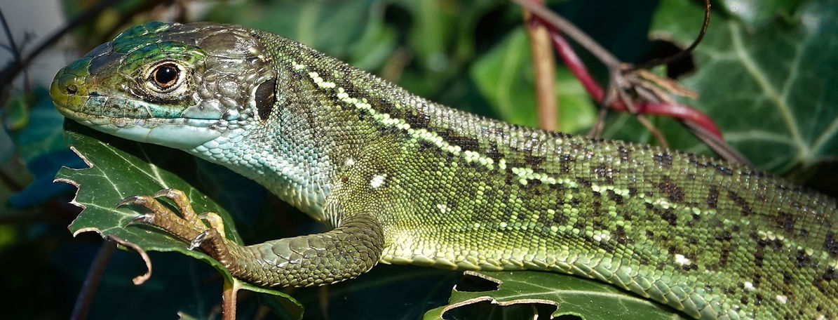 Westliche Smaragdeidechse (Lacerta bilineata), subadultes Männchen auf Efeu, bei dem die Färbung der erwachsenen Tiere allmählich sichtbar wird, Nahaufnahme