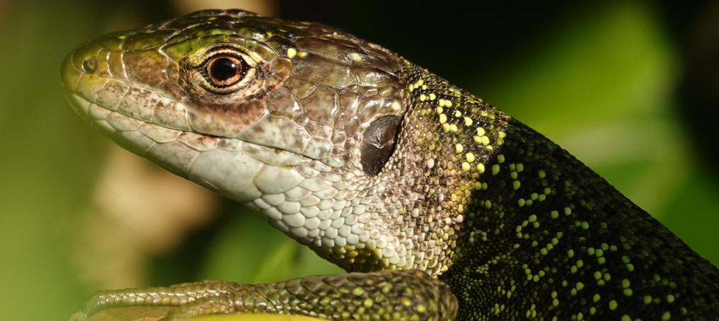 Lagarto verde occidental (Lacerta bilineata), macho adulto, fotografiado fuera de la temporada de apareamiento; la coloración es mucho menos intensa, lo que facilita el camuflaje