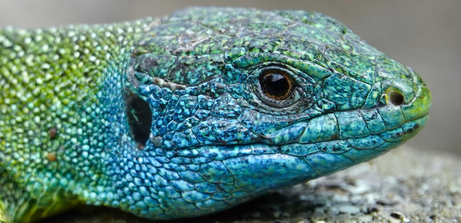 macho de lagarto verde con cabeza azul