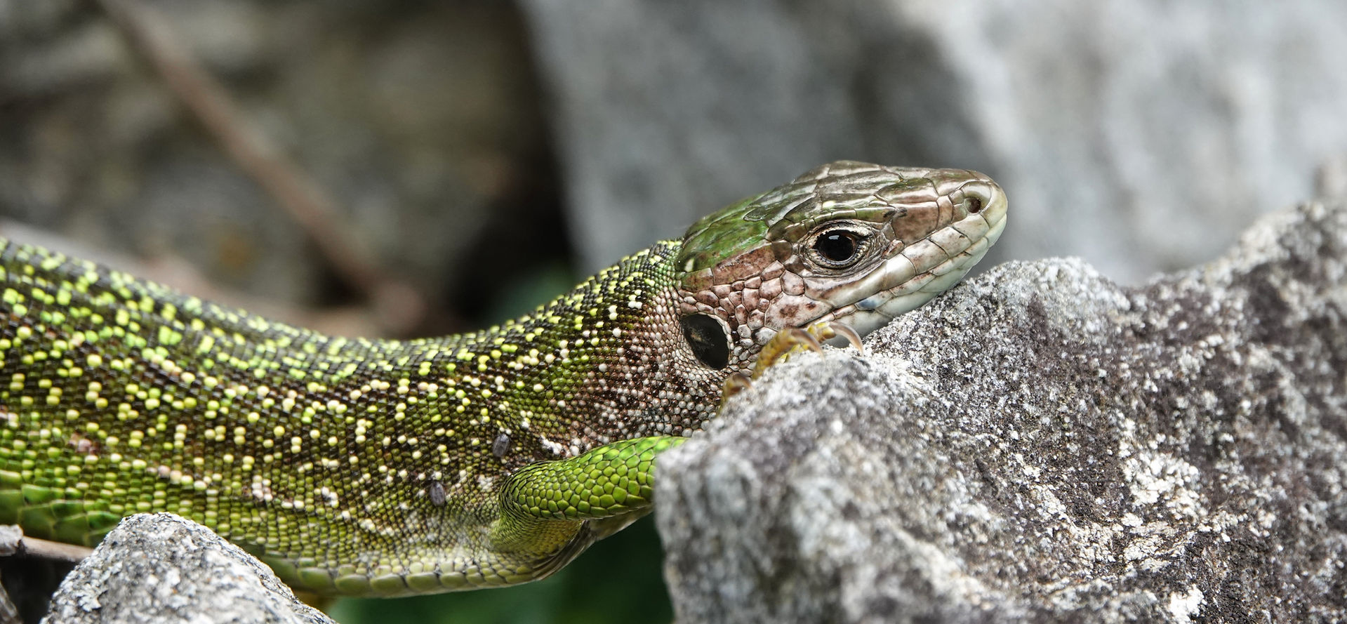 Western green lizard (Lacerta bilineata), adult female, Maggia valley, Ticino (Switzerland), September 2023