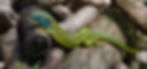 Western green lizard basking on a woodpile in my garden