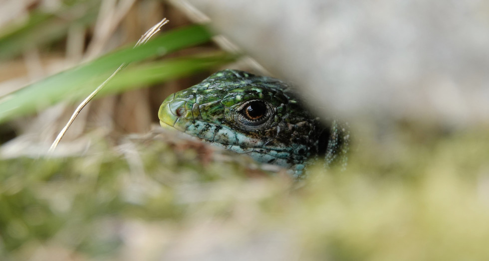 Western green lizard (Lacerta bilineata) adult female, Maggia valley, Ticino (Switzerland), September 2023