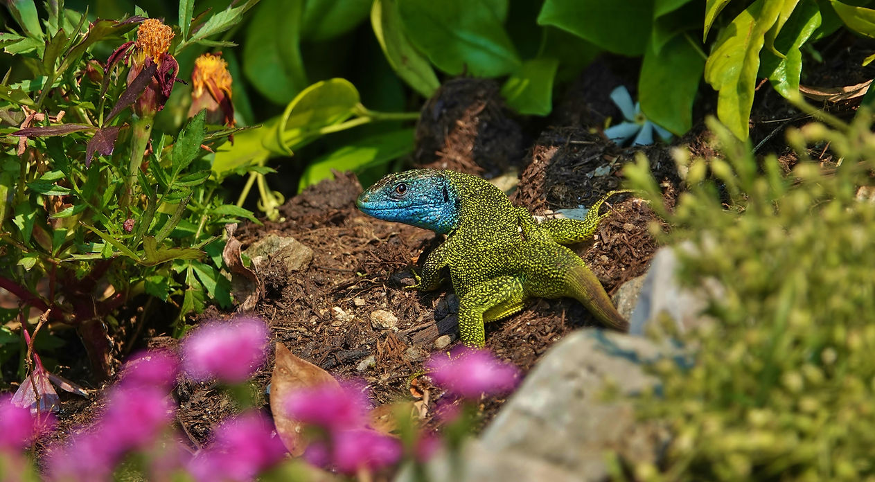 Westliche Smaragdeidechse | Lacerta Bilineata | Adultes Männchen Im Blumenbeet | Mai 2021