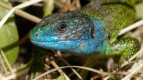 Toutes les espèces de lézards verts sont non venimeuses et totalement inoffensives pour les humains.