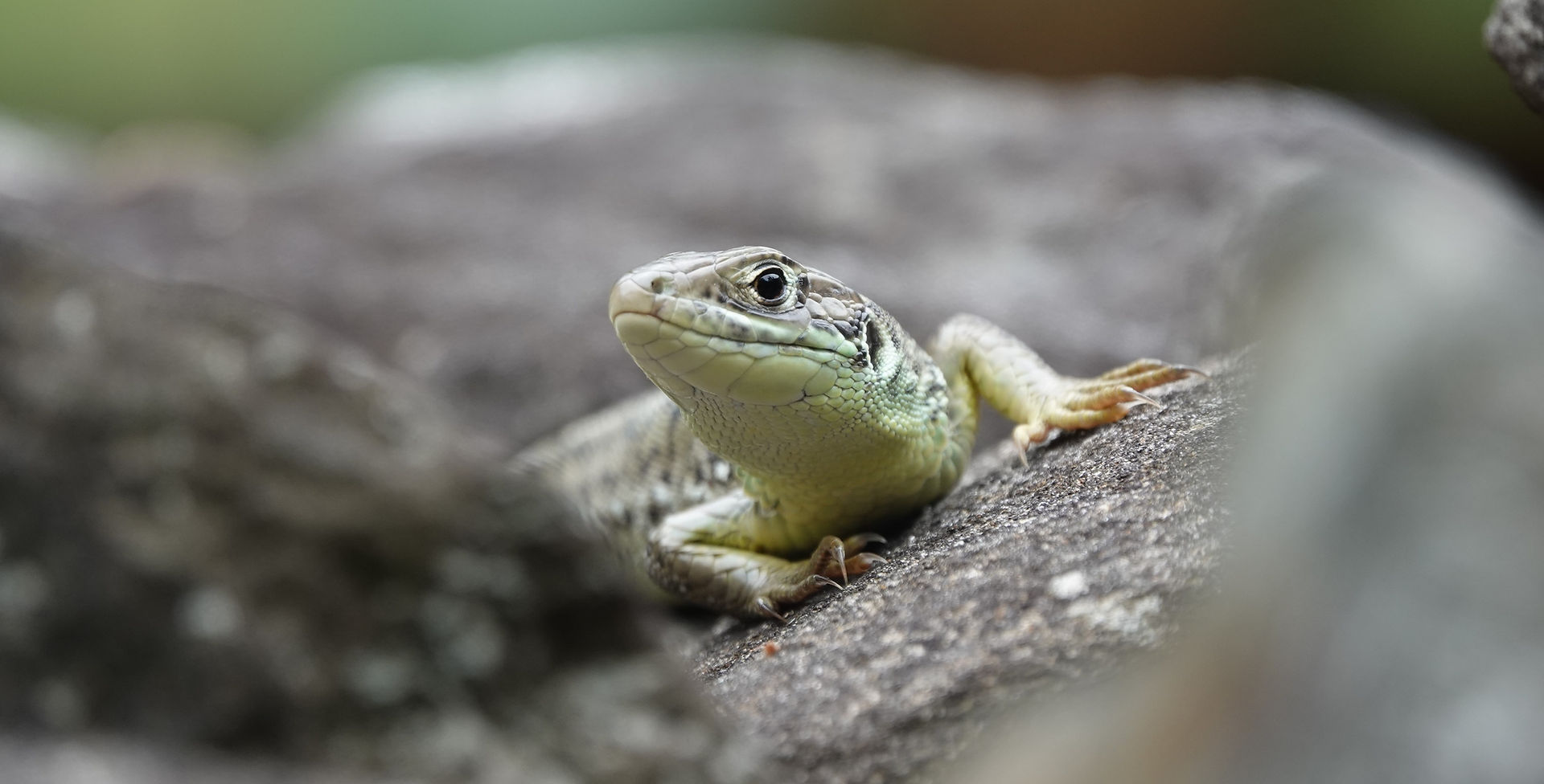 Western green lizard (Lacerta bilineata), subadult female, Maggia valley, Ticino (Switzerland), September 2023