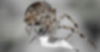 A European garden spider - also known as "cross spider" or "cross orb-weaver" (Araneus diadematus) - about to bite its victim