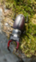 Macho de ciervo volante (Lucanus cervus) sobre musgo